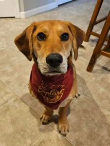 wingate puppy